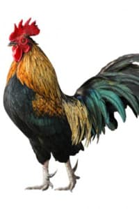 Beware Of Chicken cover